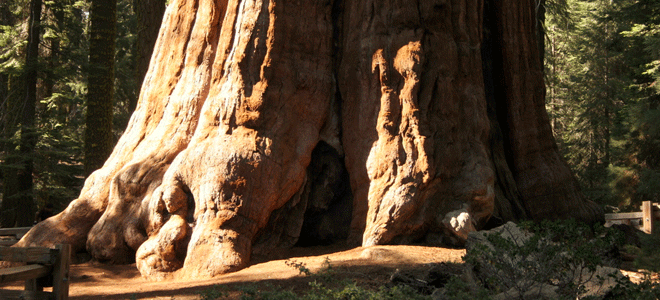 Secuoya Gigante