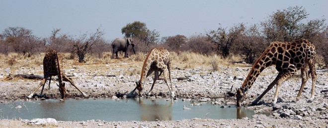 Namibie Etosha Girafe 01